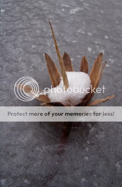 tuliptree,ice