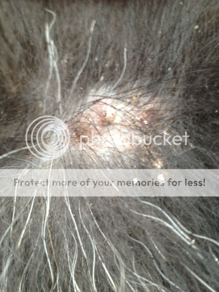How To Help Dog S Dandruff How To Help Dog S Dandruff