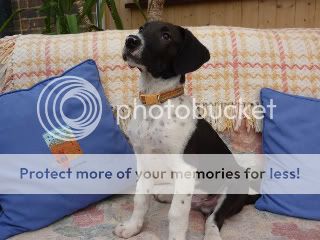 collie pointer cross