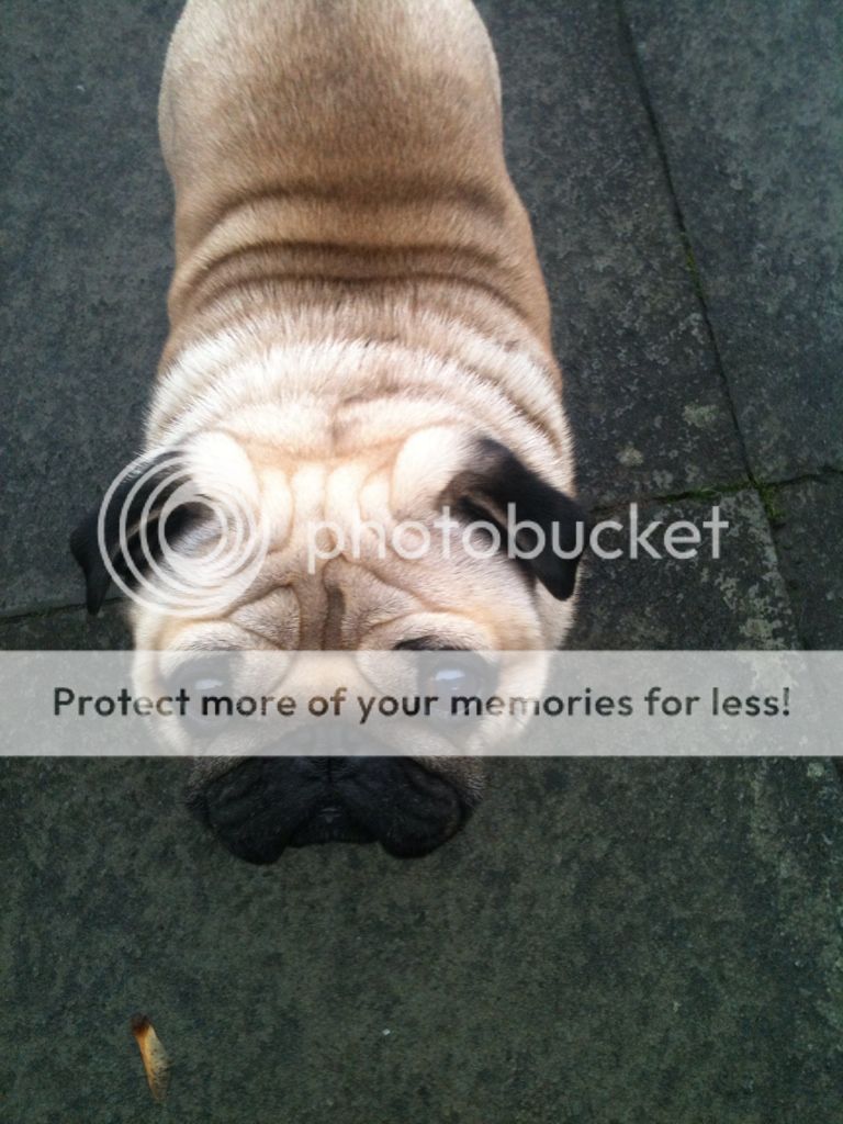 My Pug has been diagnosed with a Corneal Ulcer