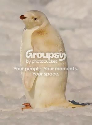 Weird penguin Image