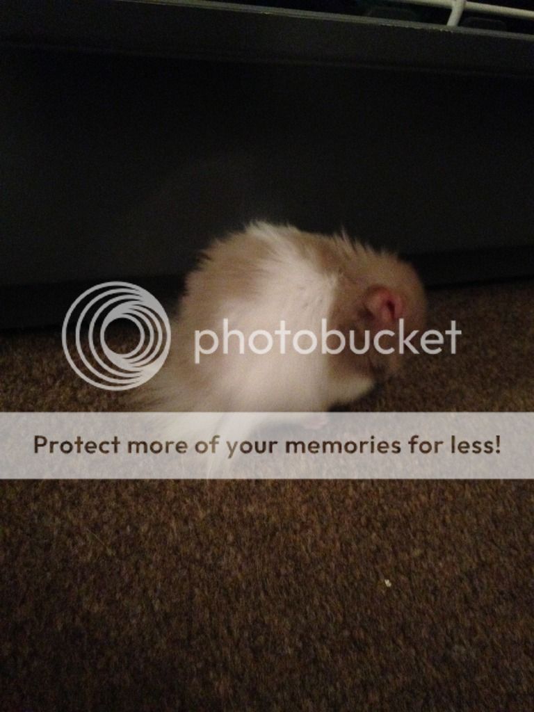 Hamster testicles... Hamster Central