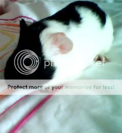 Image_00038.jpg