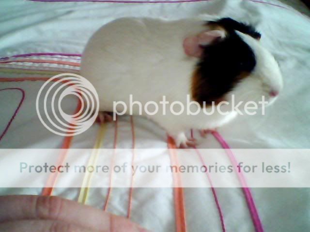 Image_00050.jpg